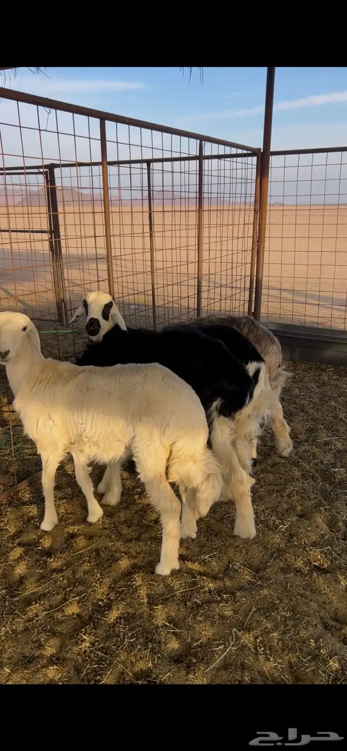 خروفين ورخلين 1