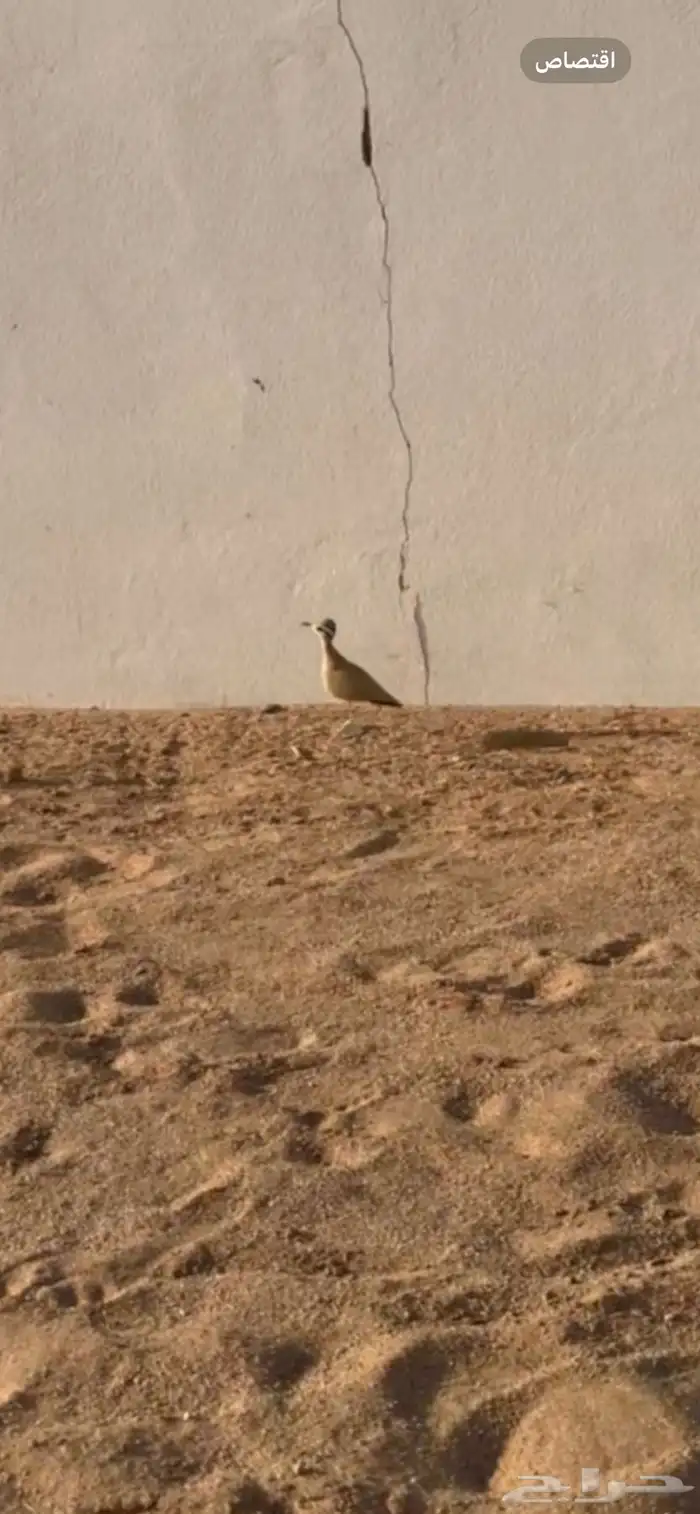 درجه الي عنده محميه يتوصل معي 2