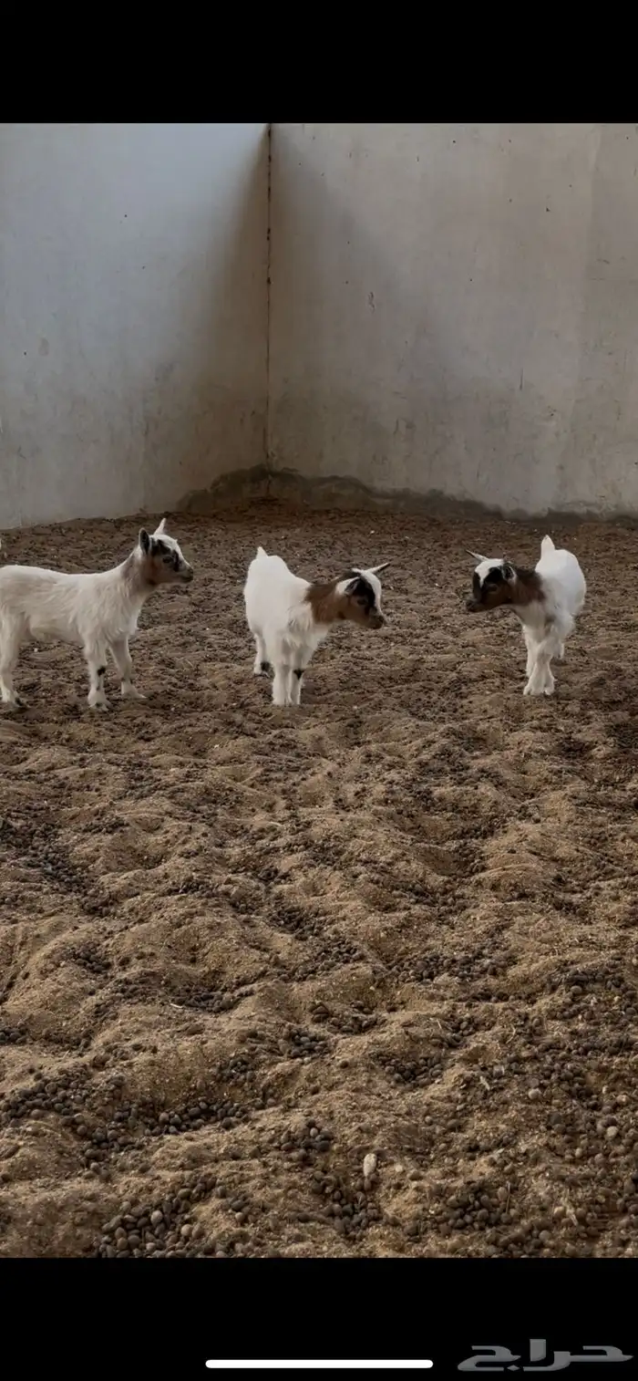 الماعز القزمي تشيكي قزميات القزم 1