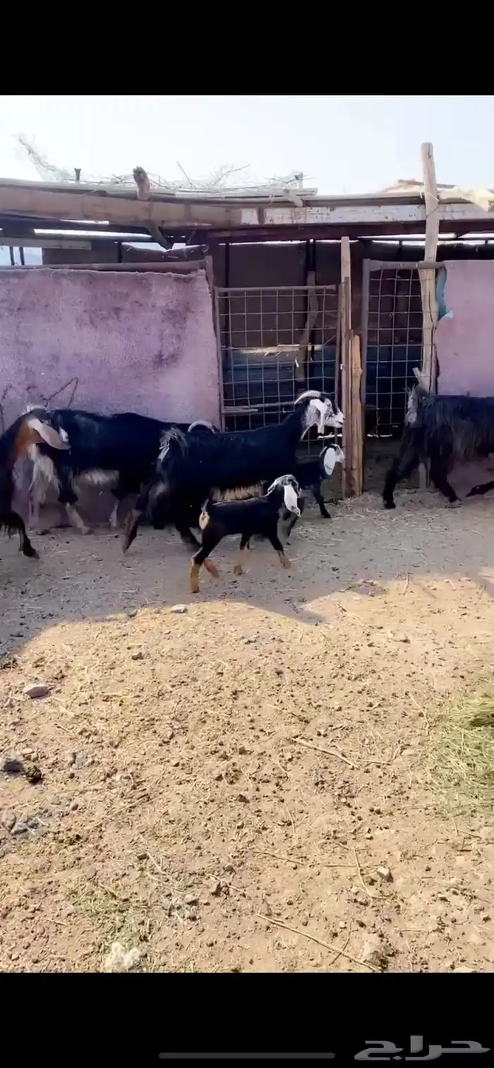 معزا ولد نظيفه تم البيع 4