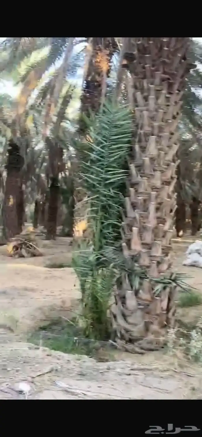 جثيث صفري للبيع 0