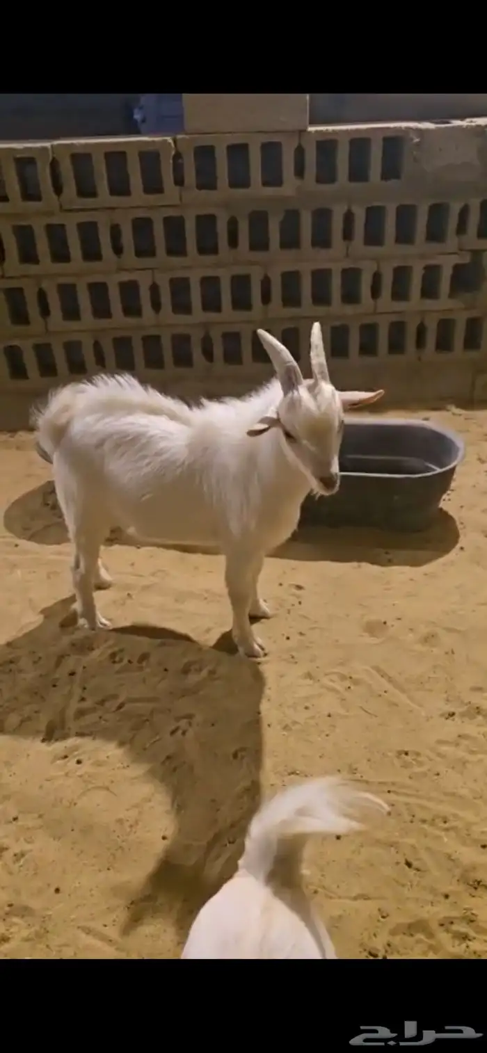 تيس قزمي اليف 2