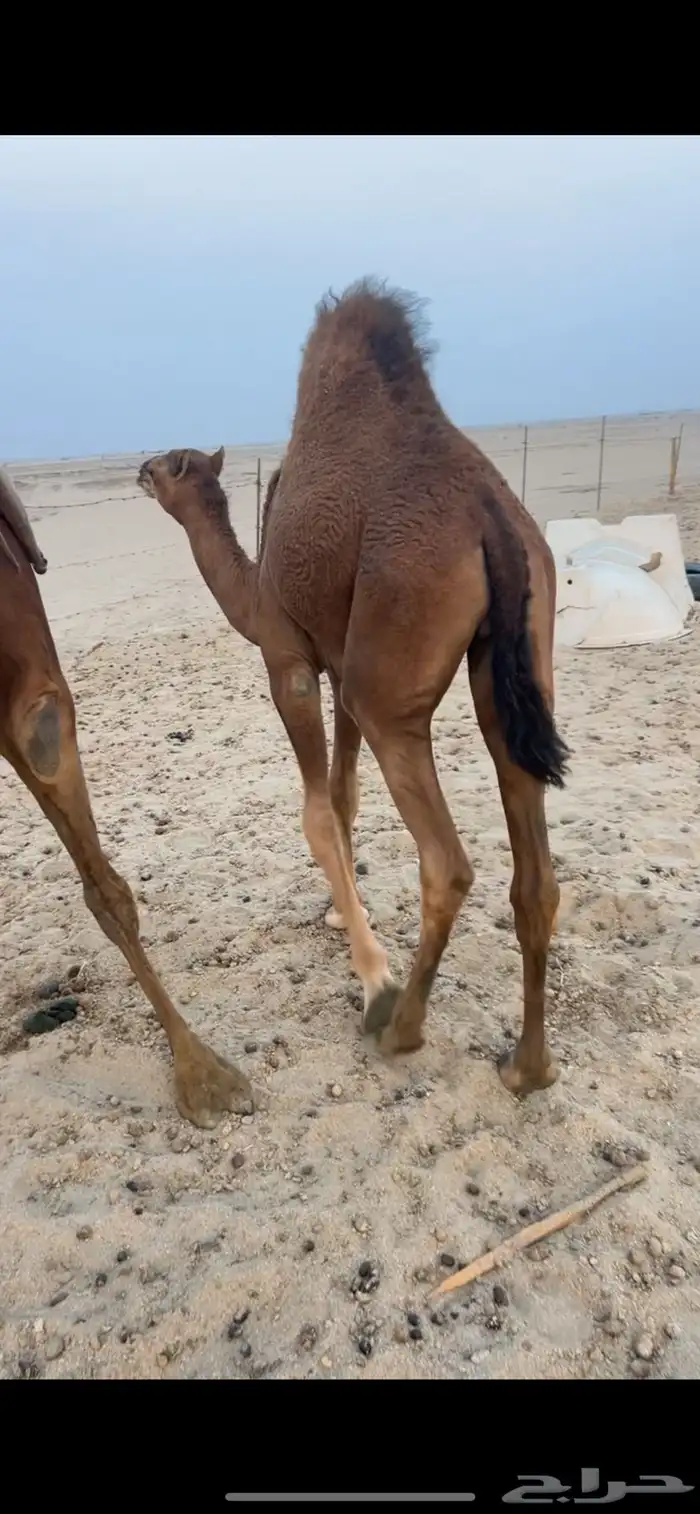 قعود شحم على حليب امه 4