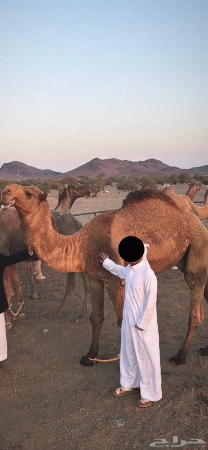 قعود اصفر رماني كفوو 8