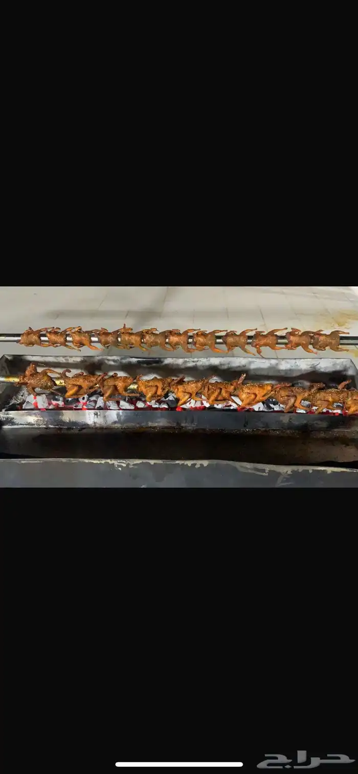 خروف الشيف الذهبي 1