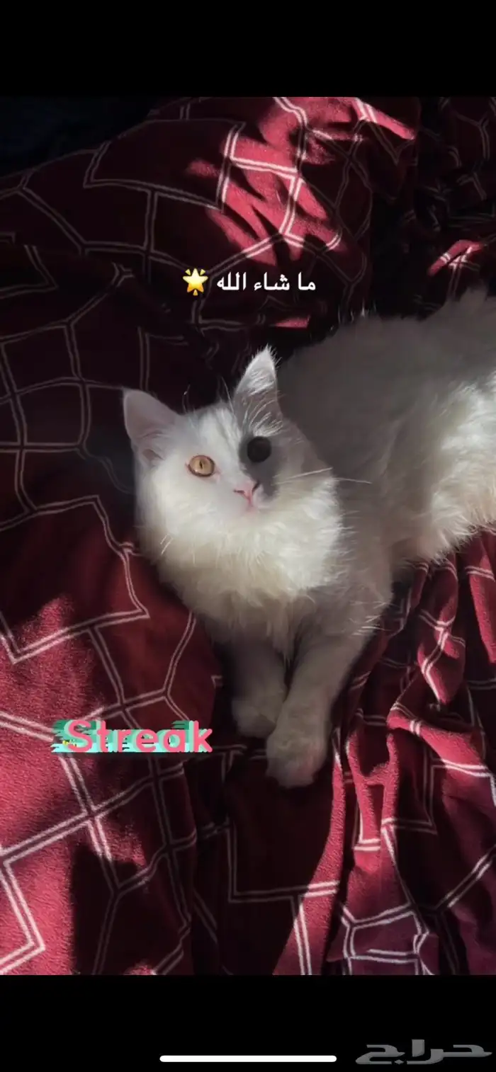 بسه لتبني نظيفه عمرها9شهور 1