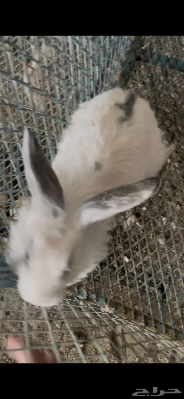 ارانب بابيون 5