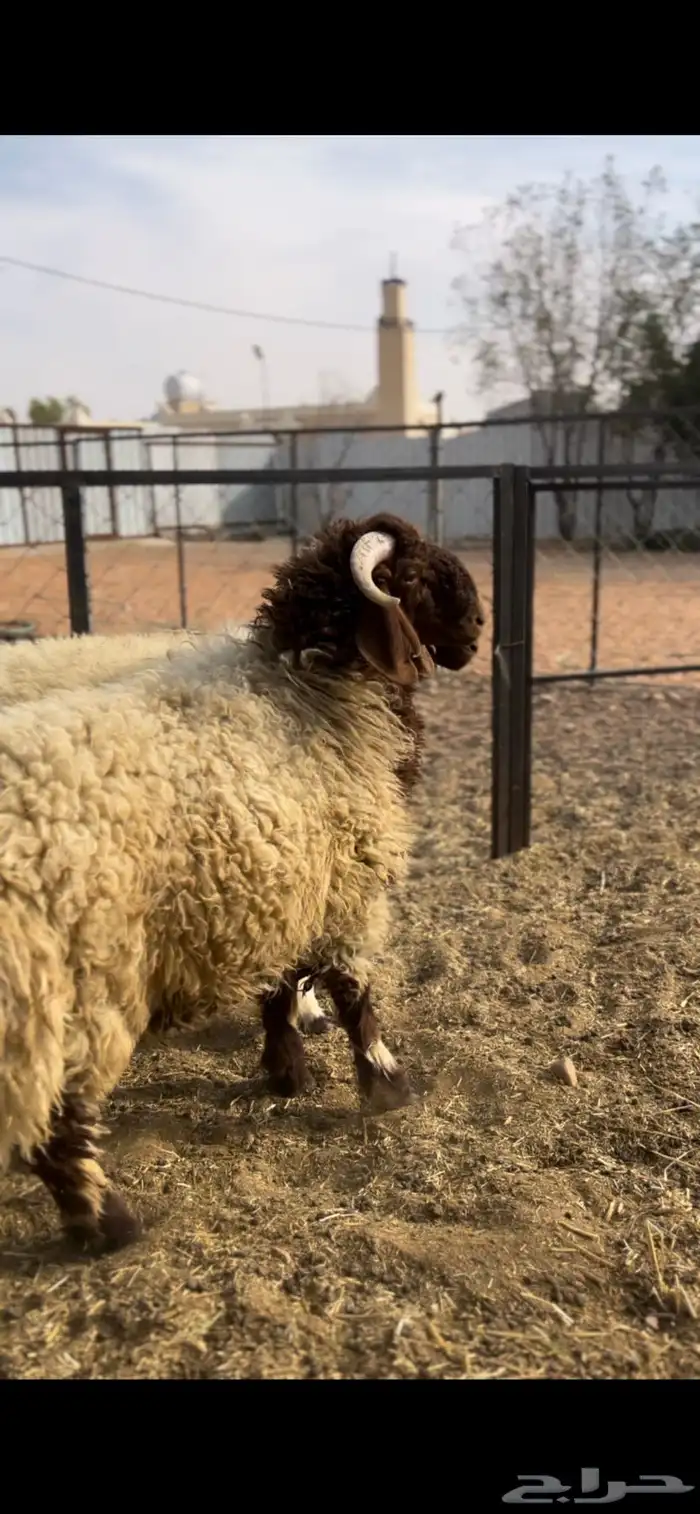 طليان نعيم 0