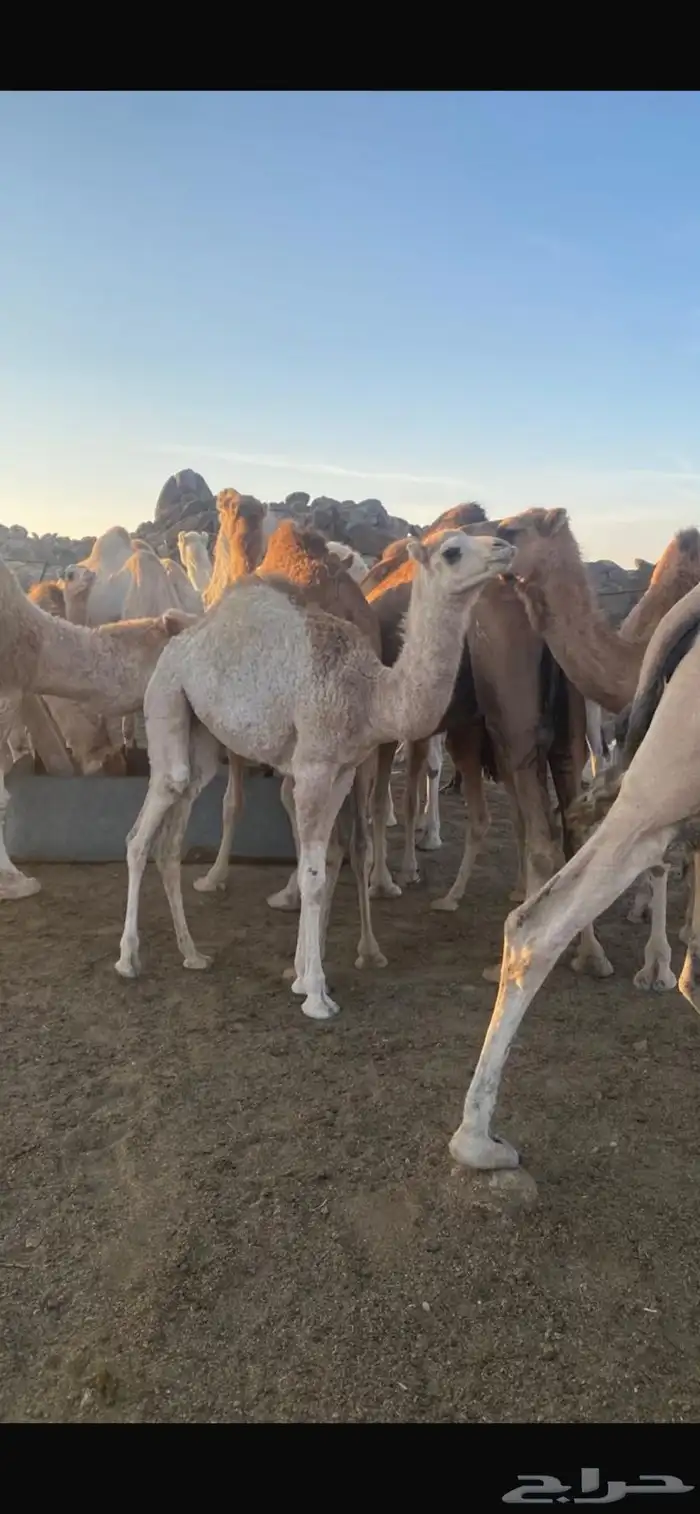 حواشي للبيع 1