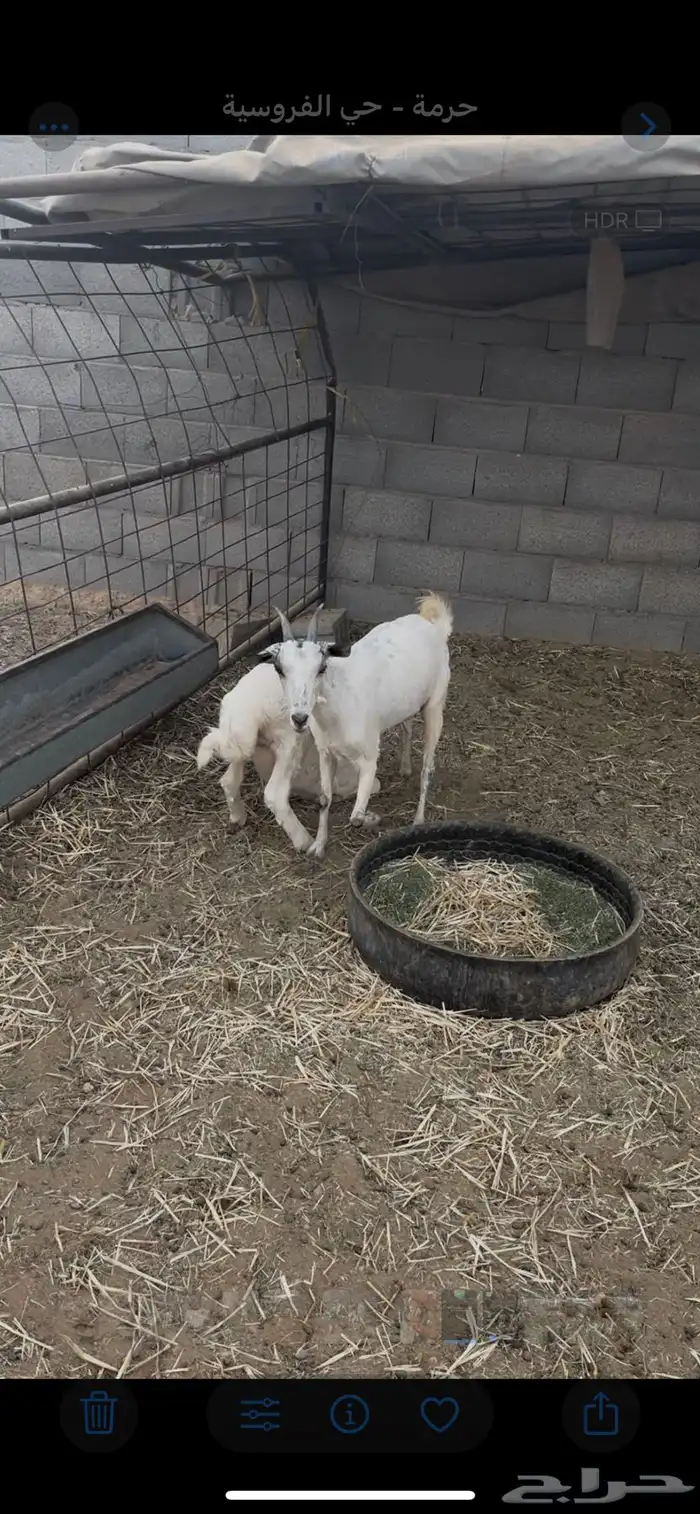 عرض عنز مع رخال روم وسلم شرط فل شحم 0