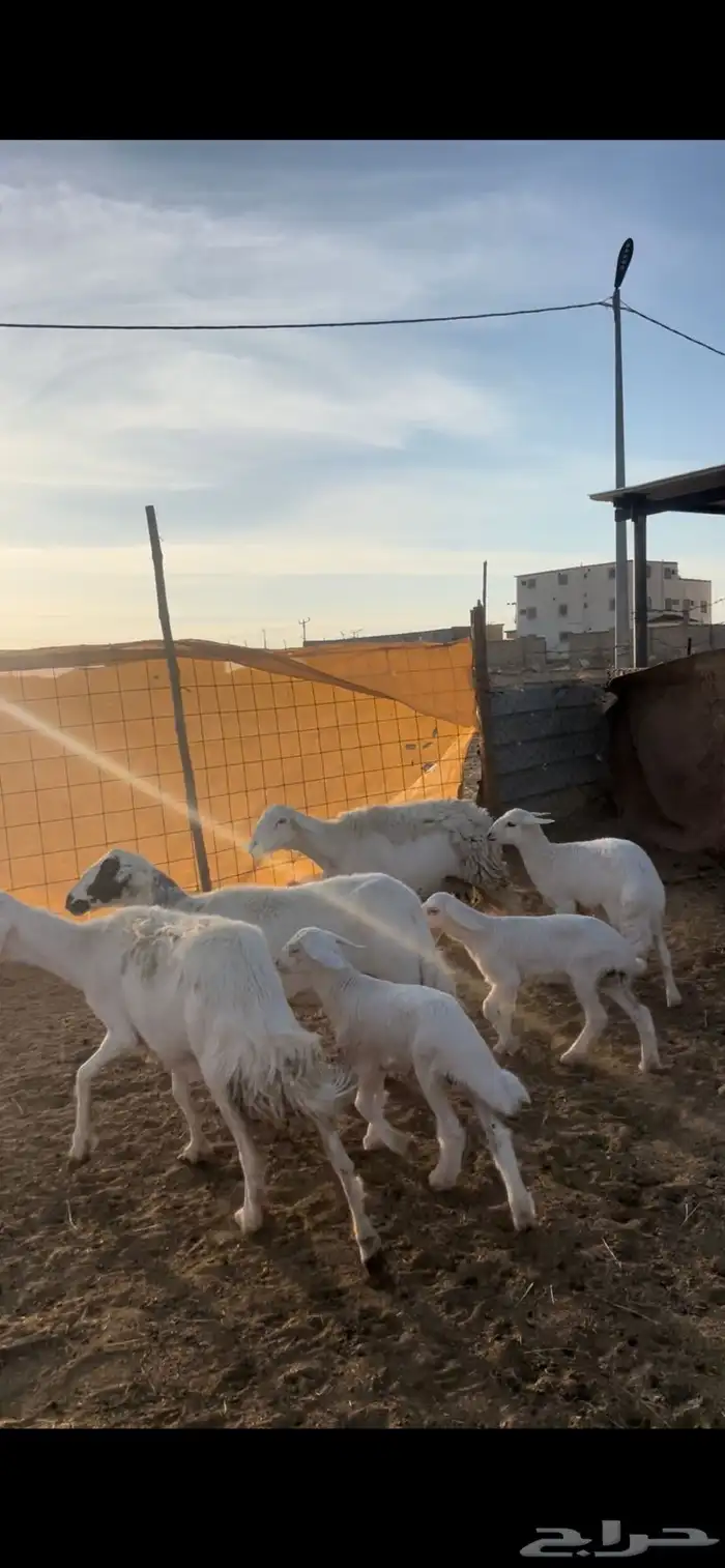 3تحتها 3 بهم 2