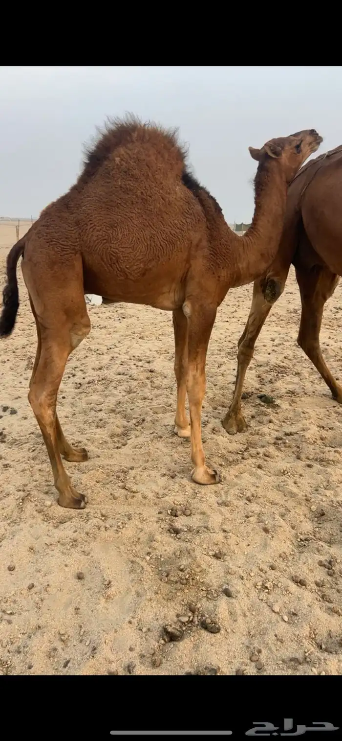 قعود شحم على حليب امه 3