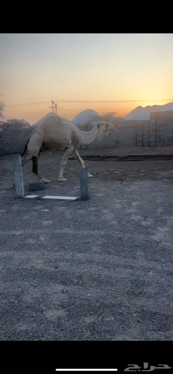 بعير كفوو ومنتج 3