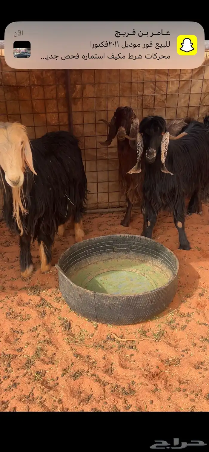 التيوس وخروف فحول 3