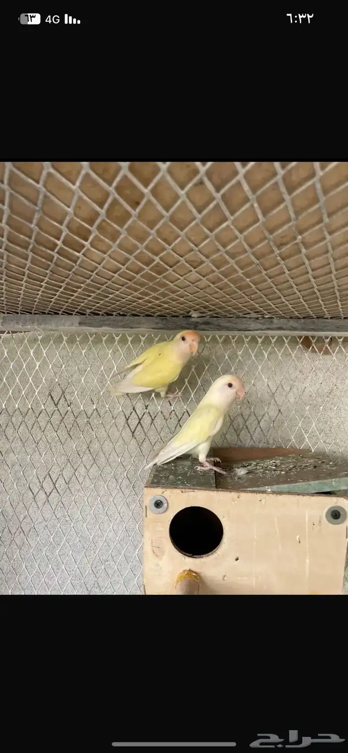 طيور روز لا اعلم الجنس 0