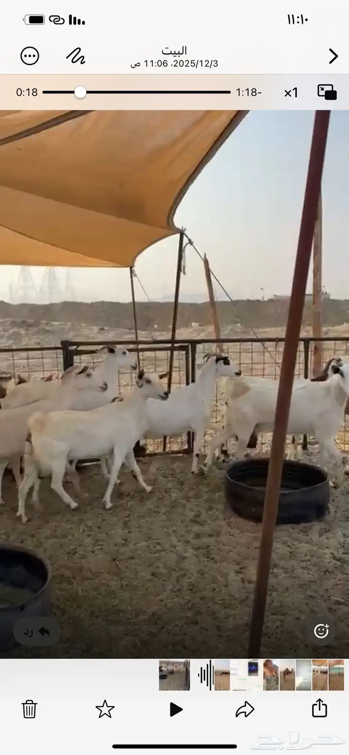 معزا بيشيات 3