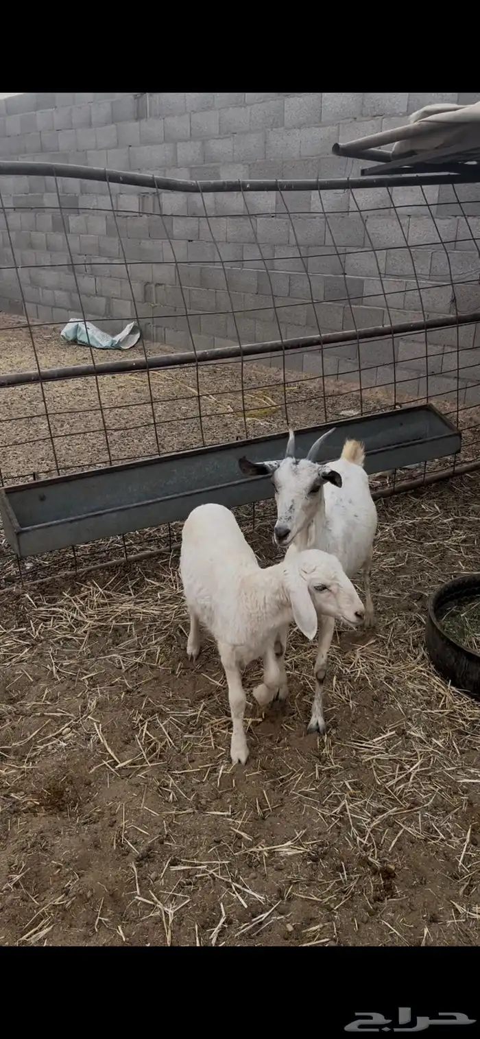 عرض عنز مع رخال روم وسلم شرط فل شحم 3