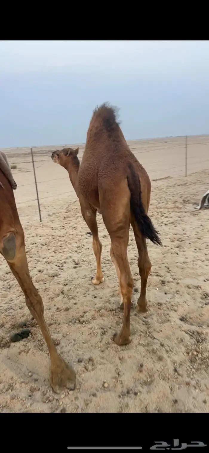 قعود شحم على حليب امه 0