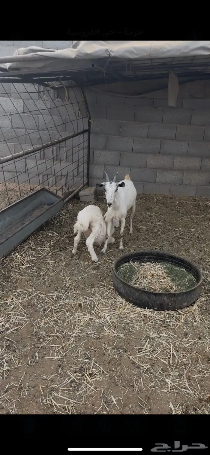 عرض عنز مع رخال روم وسلم شرط فل شحم 2