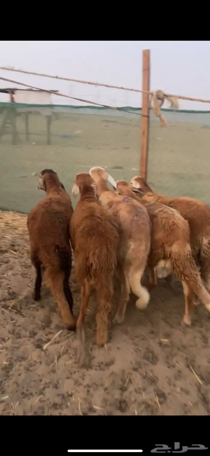 طليان سواكني تربيه شهرين نظيفه على الشرط 1