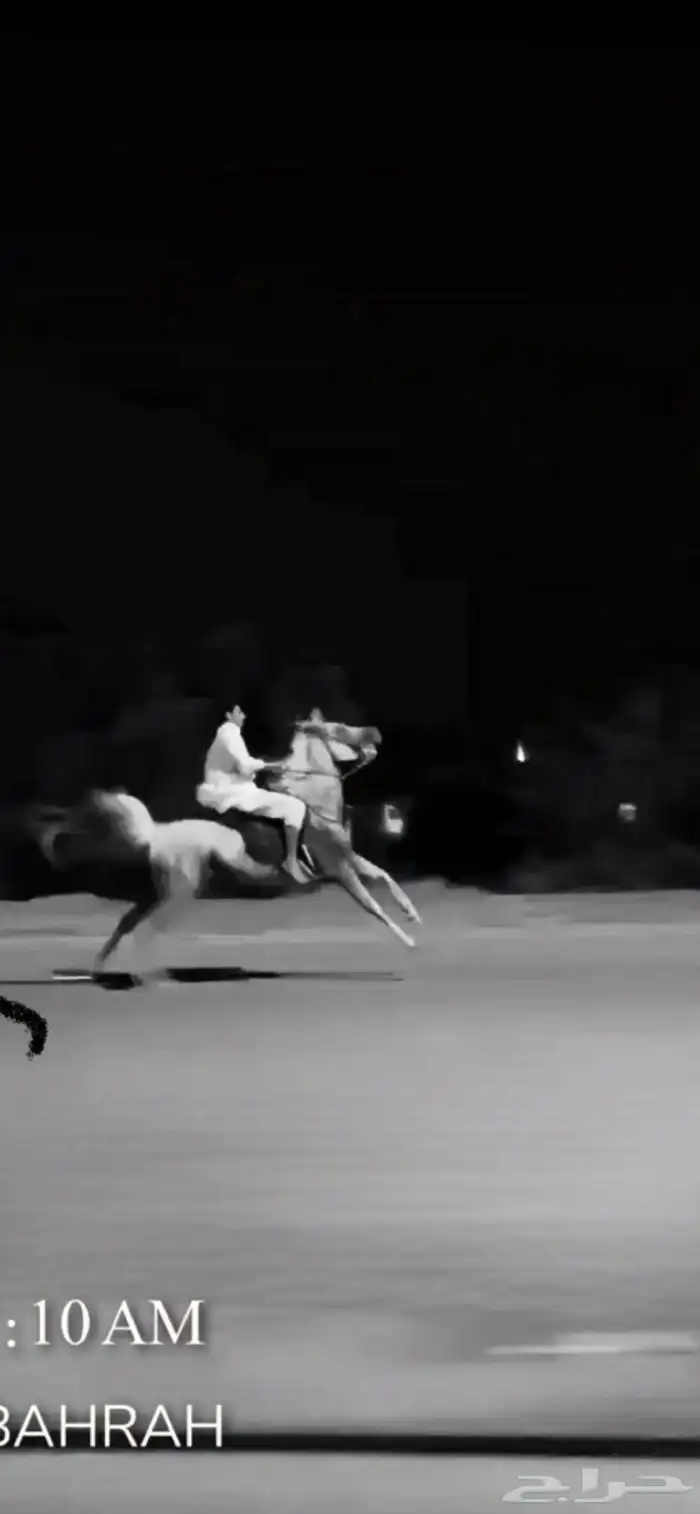 حصان واهو والبيع شعبي 0