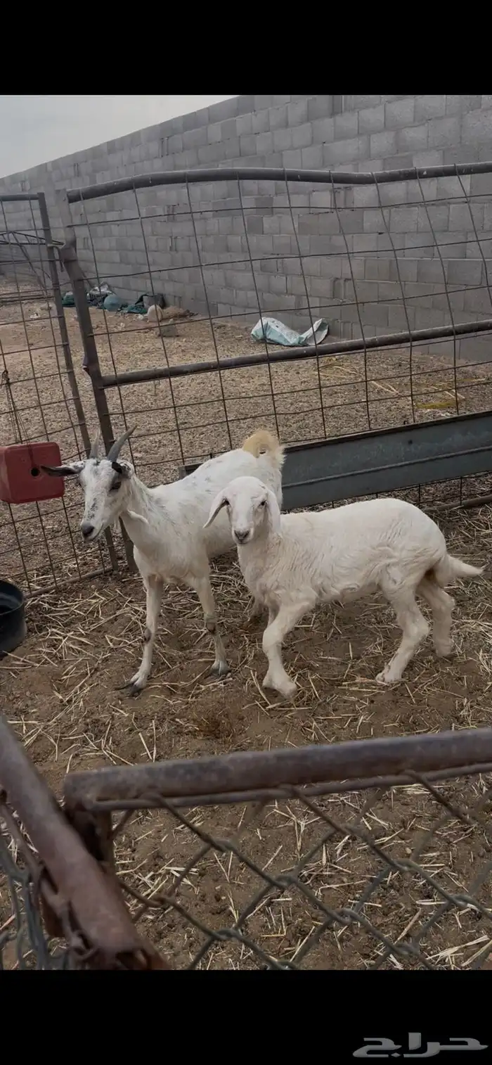 عرض عنز مع رخال روم وسلم شرط فل شحم 1