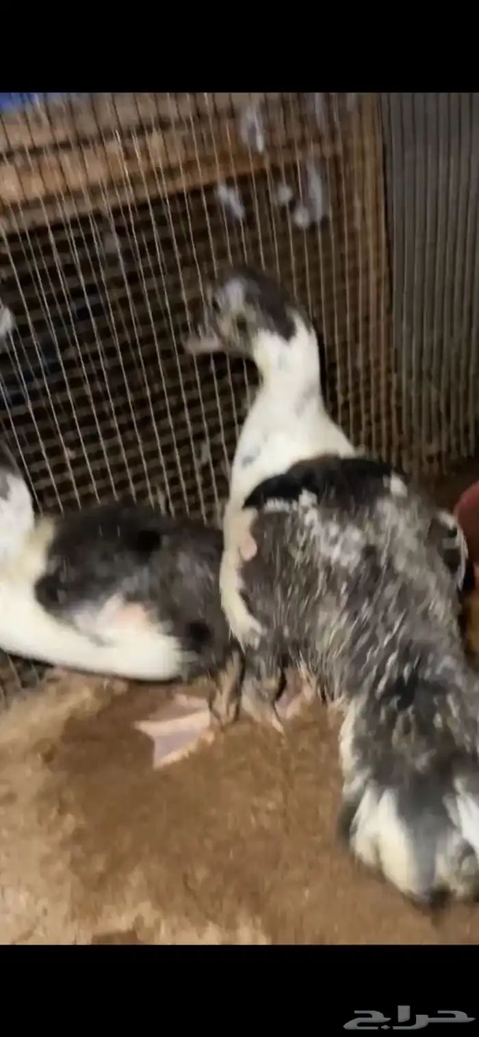 للبيع صوص بط مصري 3