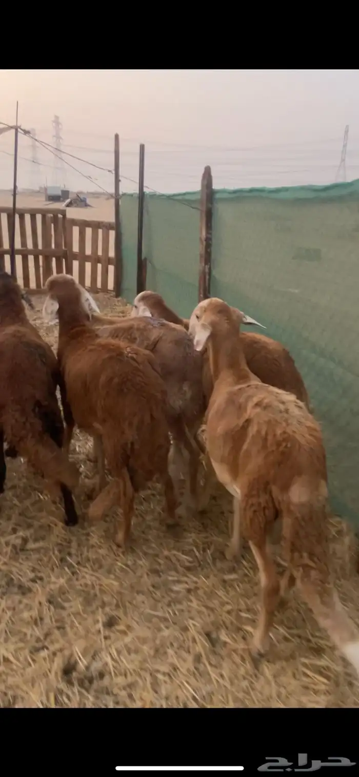 طليان سواكني تربيه شهرين نظيفه على الشرط 0