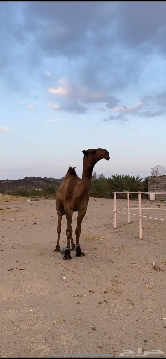 قعود اصفر رماني كفوو 0