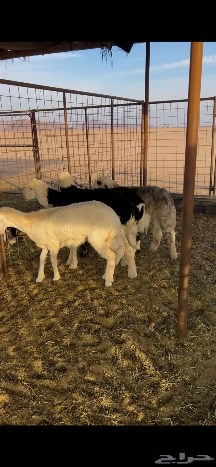 خروفين ورخلين 0