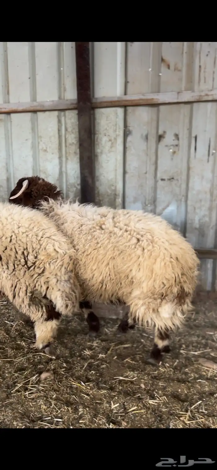 طليان نعيم 1