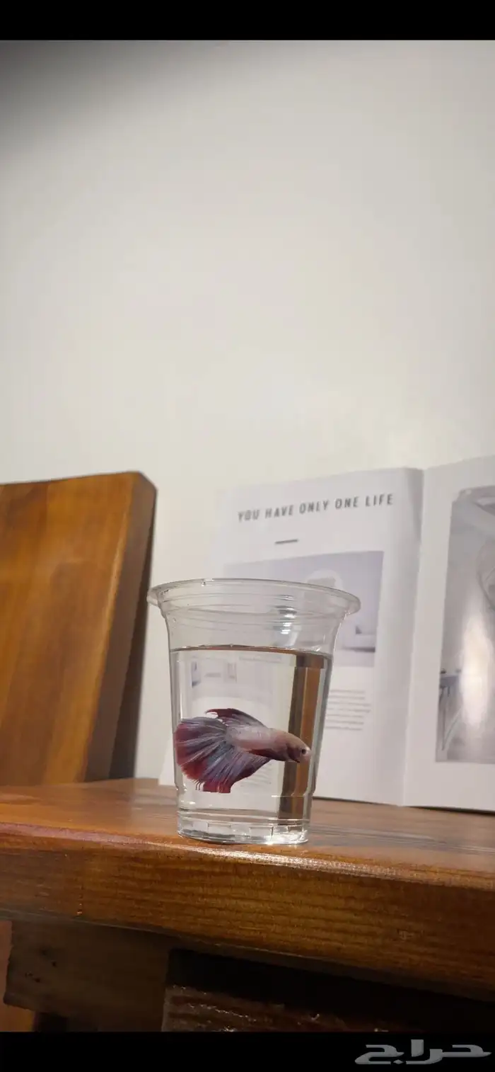 سمك فايتر 12