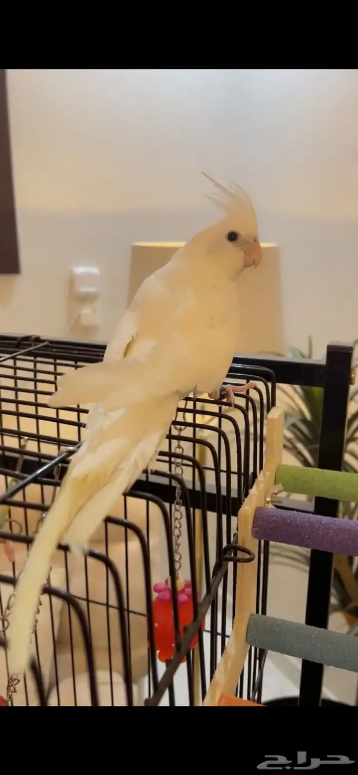 كروان بصمه اليف جدا 1