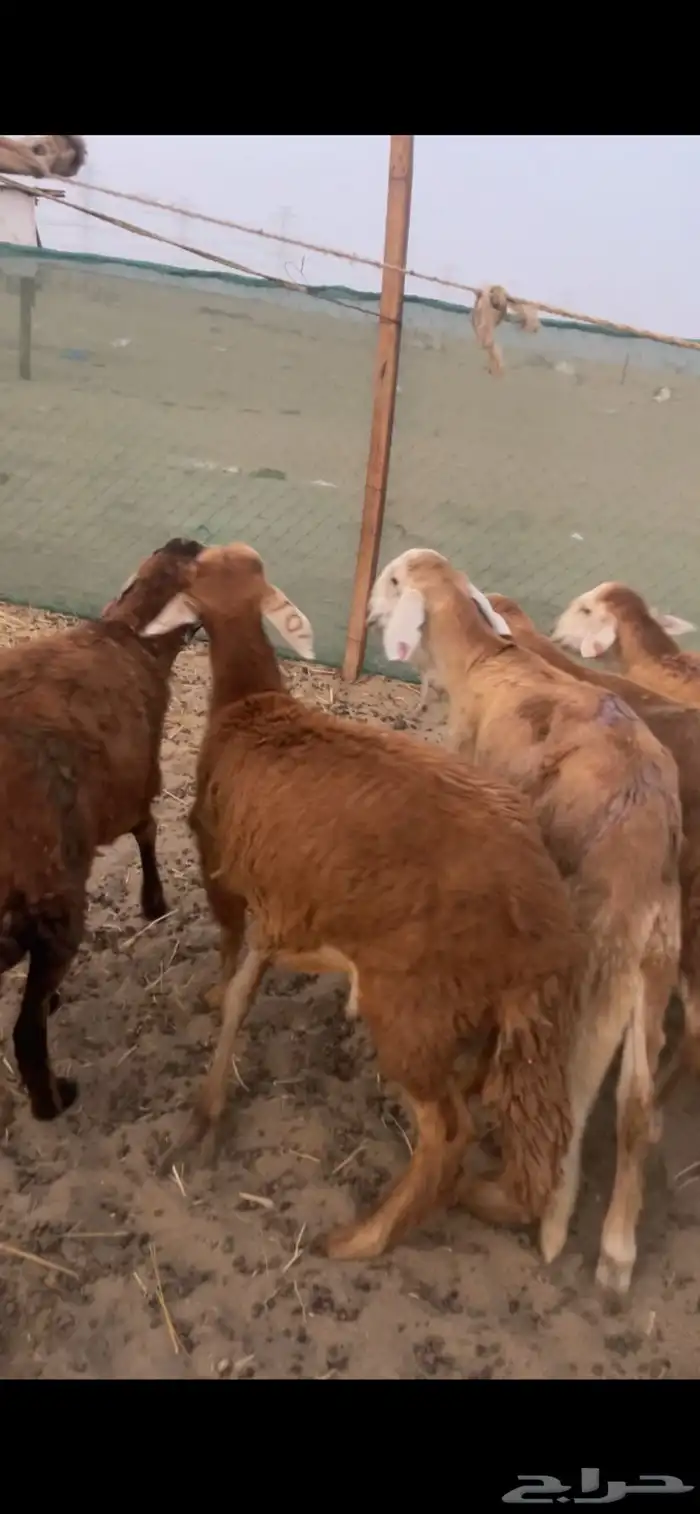 طليان سواكني تربيه شهرين نظيفه على الشرط 2