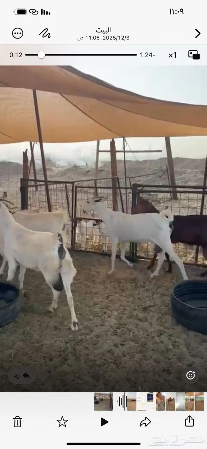 معزا بيشيات 7