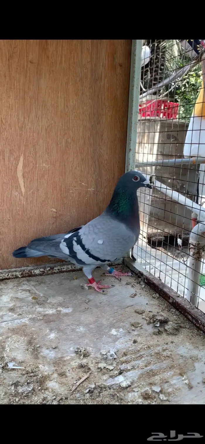 للبيع حمام زاجل سباق 2