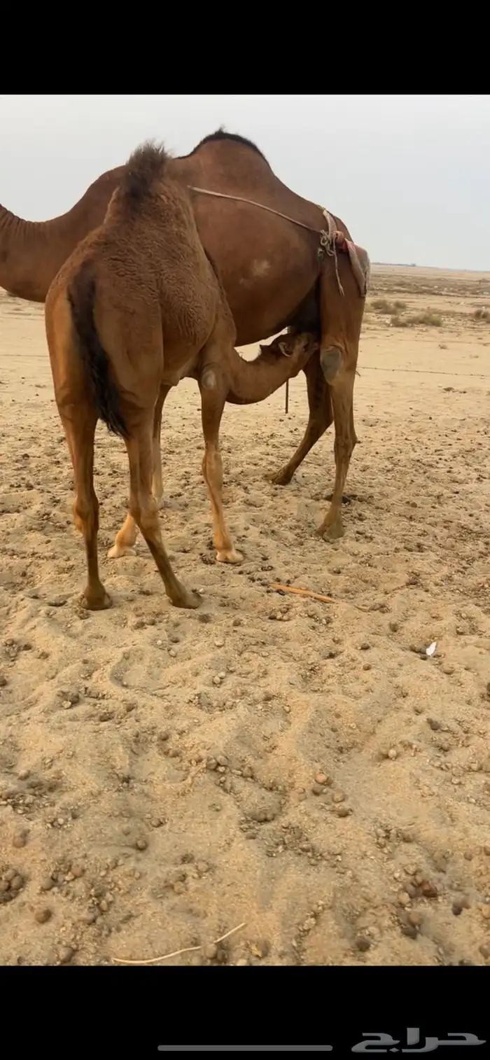 قعود شحم على حليب امه 5