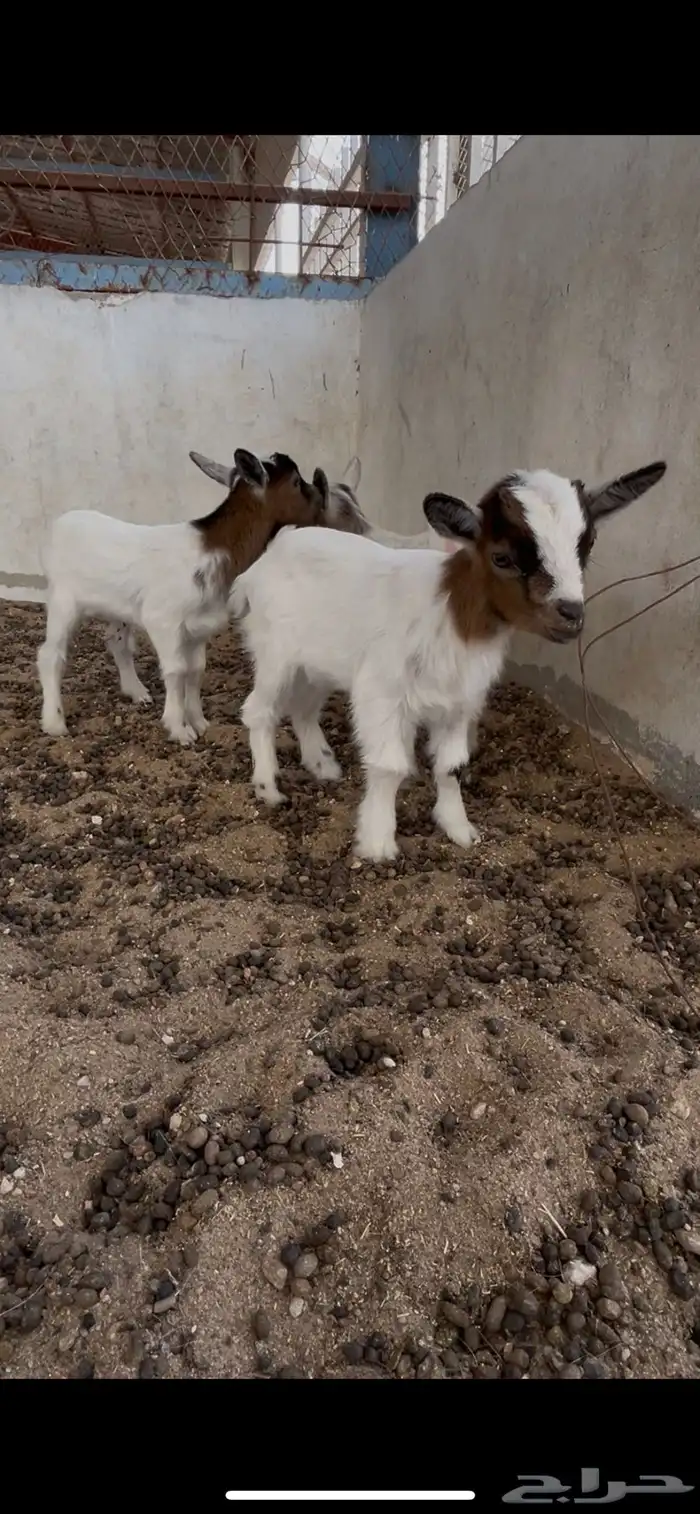 الماعز القزمي تشيكي قزميات القزم 0