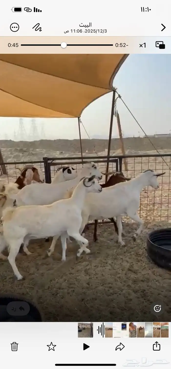 معزا بيشيات 2