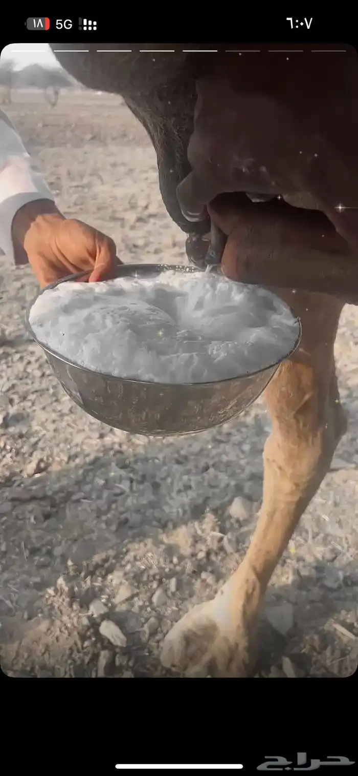 خلفه منيحه ب 8800 7