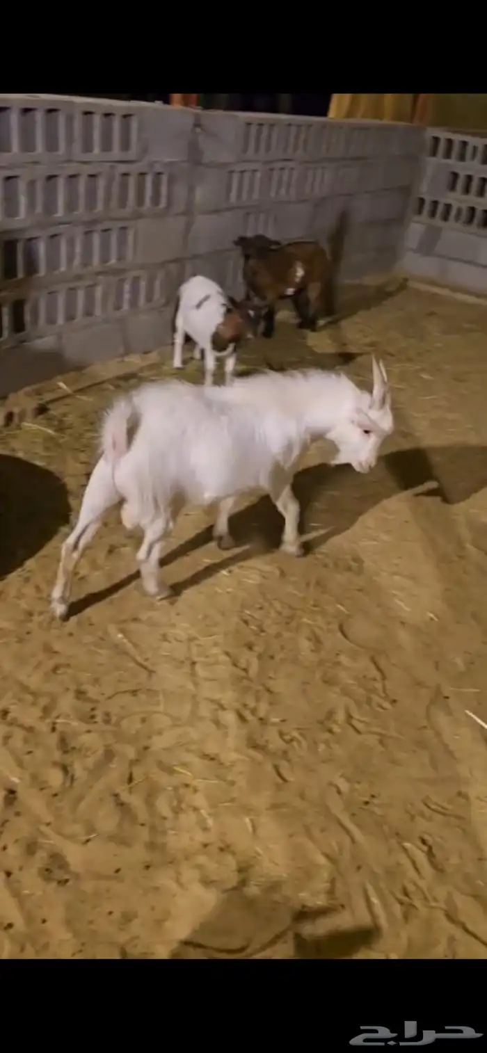 تيس قزمي اليف 3