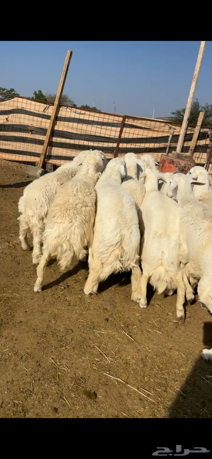 طليان ذبايح 0