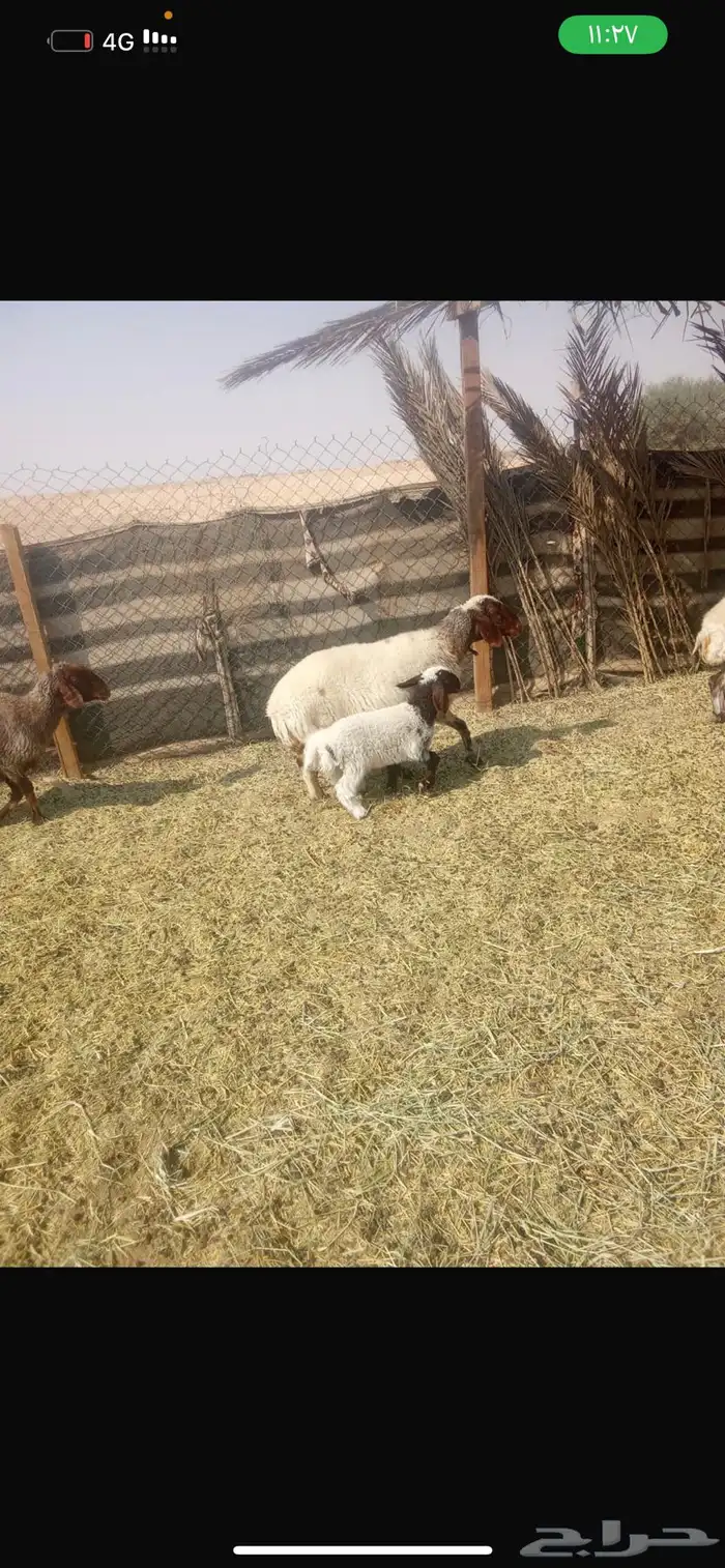 نعيم تحتها طليان 0