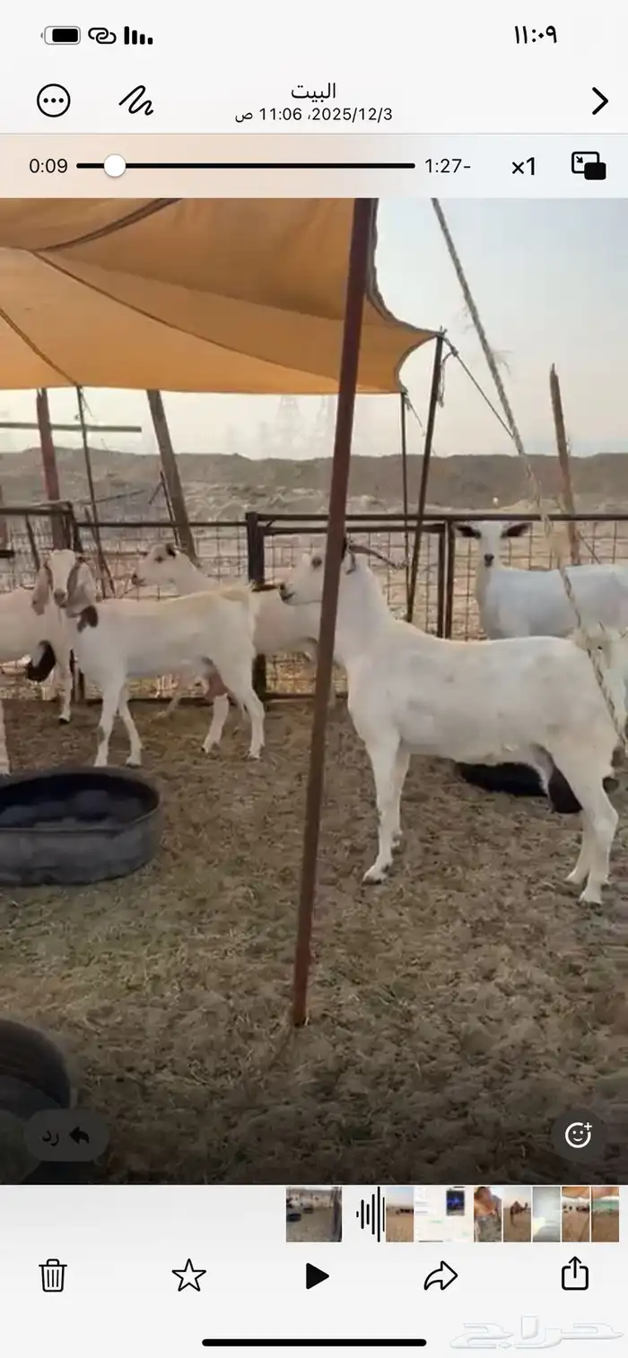 معزا بيشيات 8