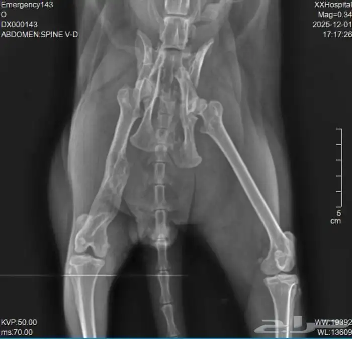 انقاذ قط يحتاج عملية 1