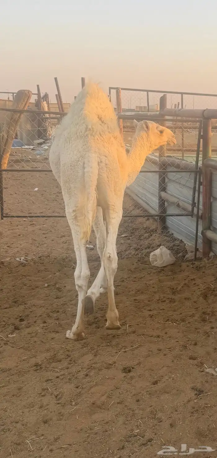 قعود سمين فل شرط 2