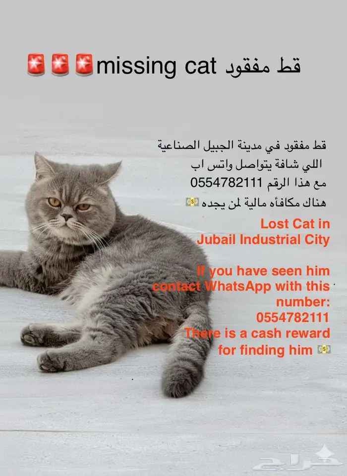 قط ضايع missing cat 0