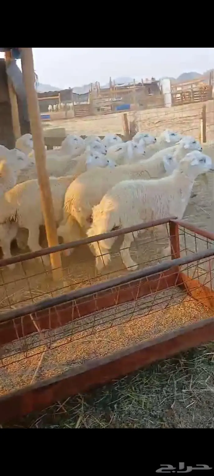 رخال ذبايح مقاني... طليان مناسبات 4