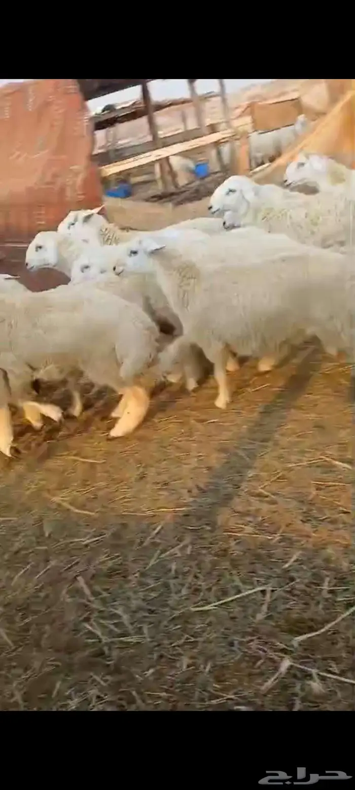 رخال ذبايح مقاني... طليان مناسبات 0