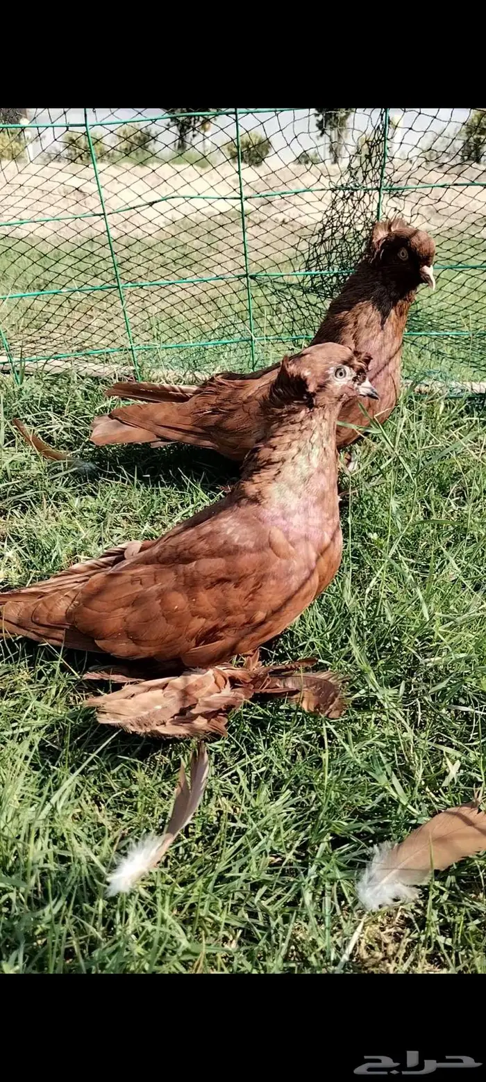 للبيع جوز عراقي 1